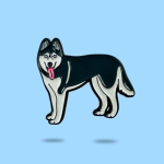 Pin pies Husky